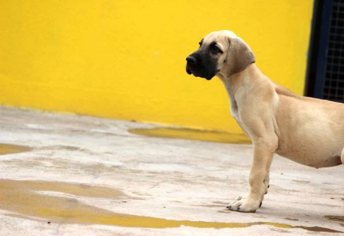 DogsIndia.com - Great Dane - Mayaa's Kennels