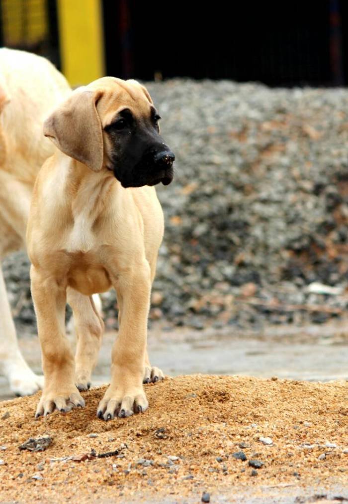 DogsIndia.com - Great Dane - Mayaa's Kennels