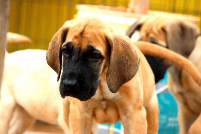 DogsIndia.com - Great Dane - Mayaa's Kennels