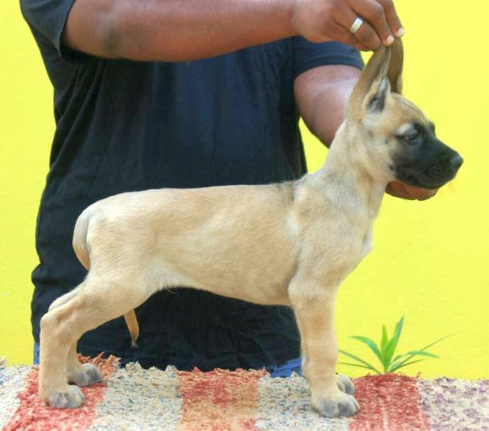 DogsIndia.com - Great Dane - Mayaa's Kennels