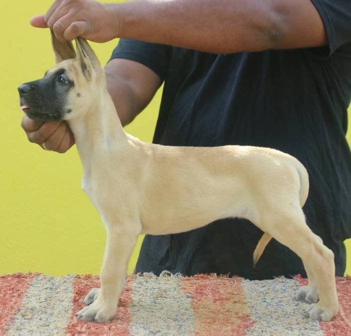 DogsIndia.com - Great Dane - Mayaa's Kennels