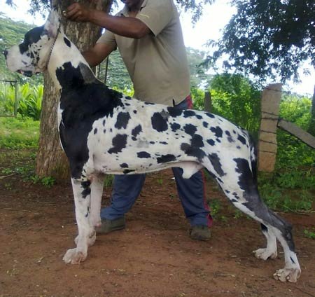 DogsIndia.com - Great Dane - Sasi Kennel