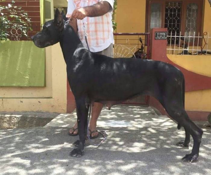 DogsIndia.com - Great Dane - Sasi Kennel