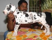 DogsIndia.com - Great Dane - Sasi Kennel