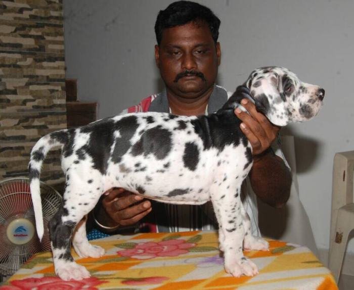 DogsIndia.com - Great Dane - Sasi Kennel