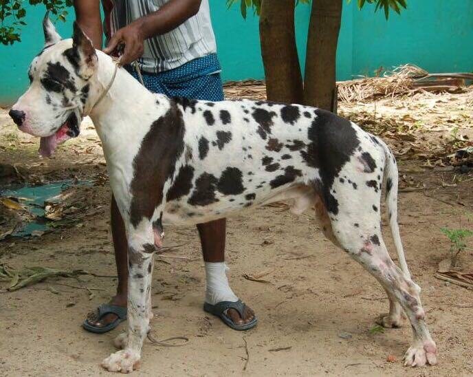 DogsIndia.com - Great Dane - Sasi Kennel