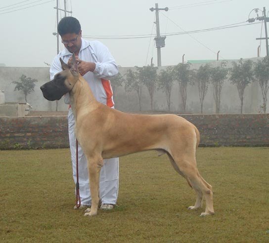 DogsIndia.com - Great Dane - Angshuman