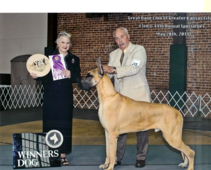 DogsIndia.com - Great Dane - Angshuman