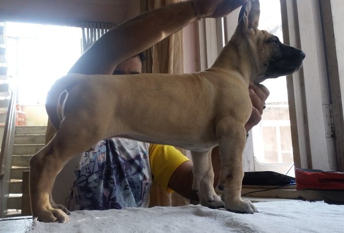 DogsIndia.com - Great Dane - Angshuman