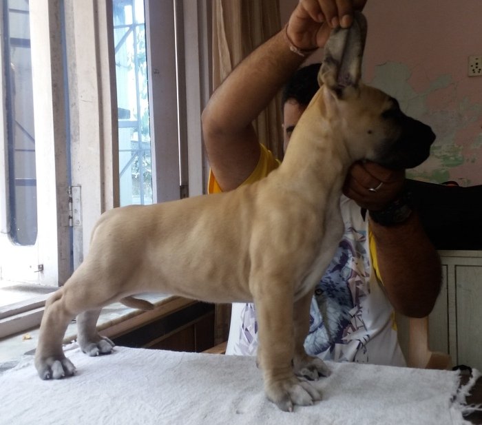 DogsIndia.com - Great Dane - Angshuman