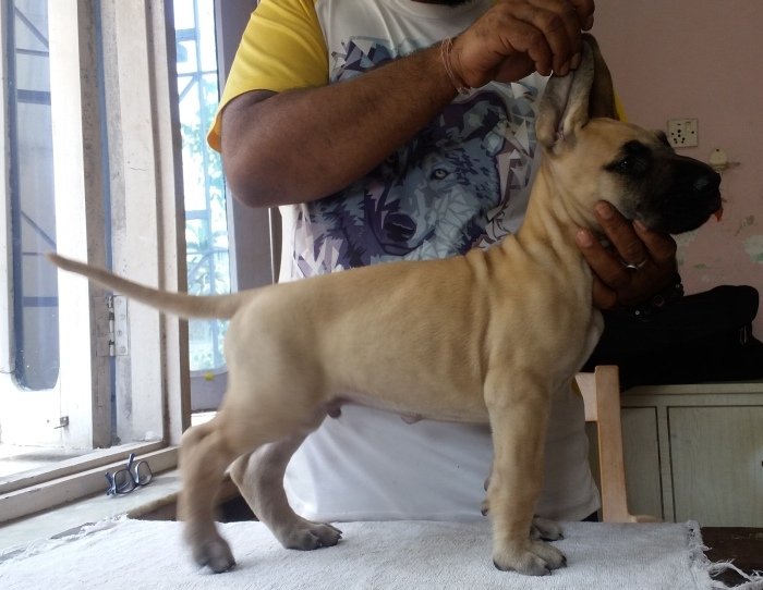 DogsIndia.com - Great Dane - Angshuman