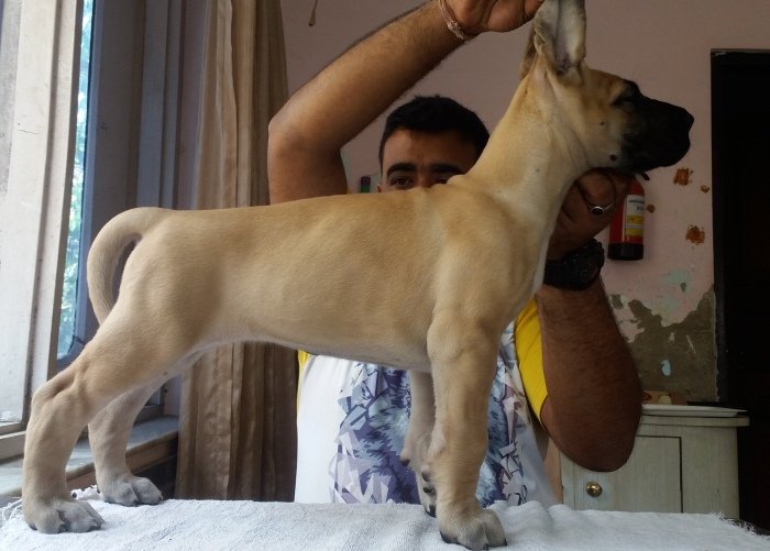 DogsIndia.com - Great Dane - Angshuman