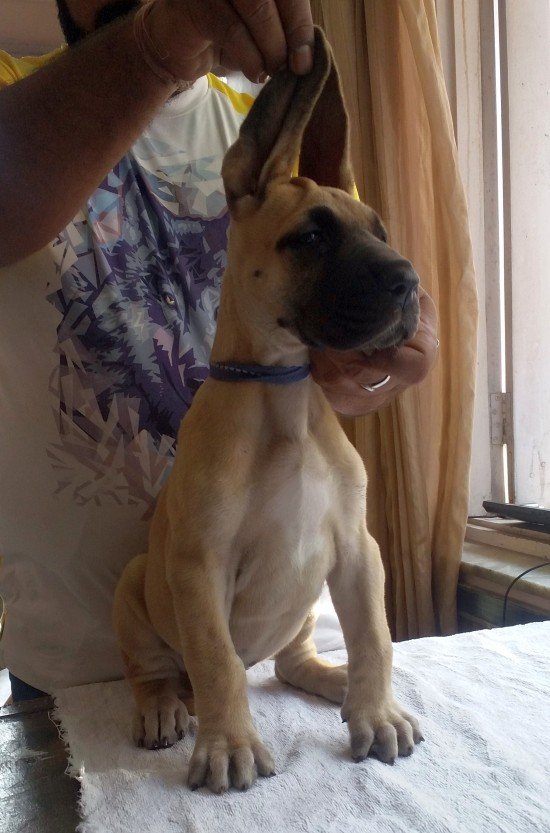 DogsIndia.com - Great Dane - Angshuman