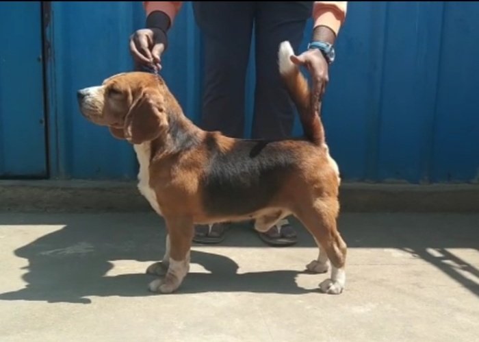 DogsIndia.com - Grown Up Beagle - Kishor