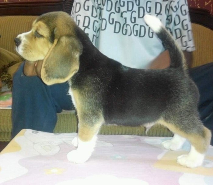 DogsIndia.com - Grown Up Beagle - Kishor