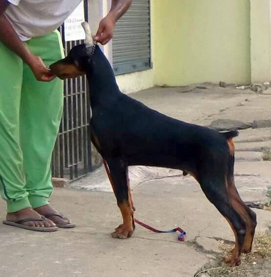 DogsIndia.com - Dobermann - Matchpoint - Karthikeyan