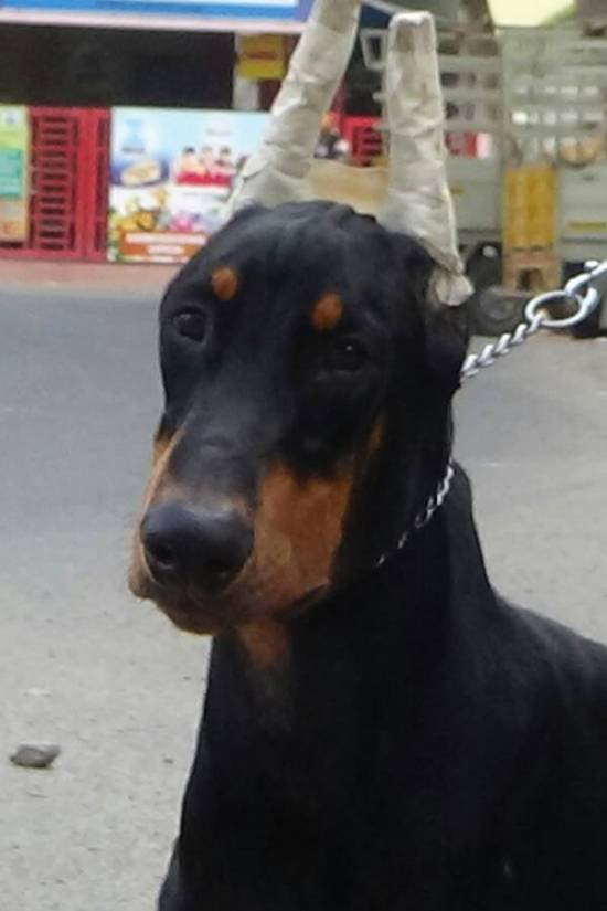 DogsIndia.com - Dobermann - Matchpoint - Karthikeyan