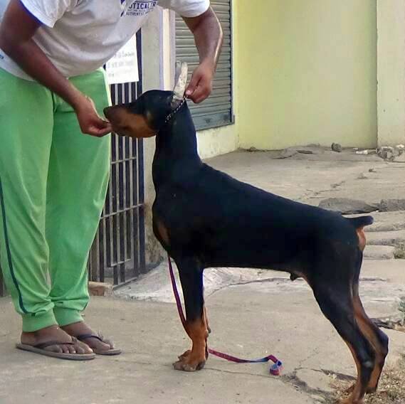 DogsIndia.com - Dobermann - Matchpoint - Karthikeyan