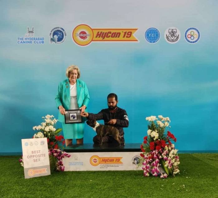 DogsIndia.com - French Bulldog - Venkatesh (AP)