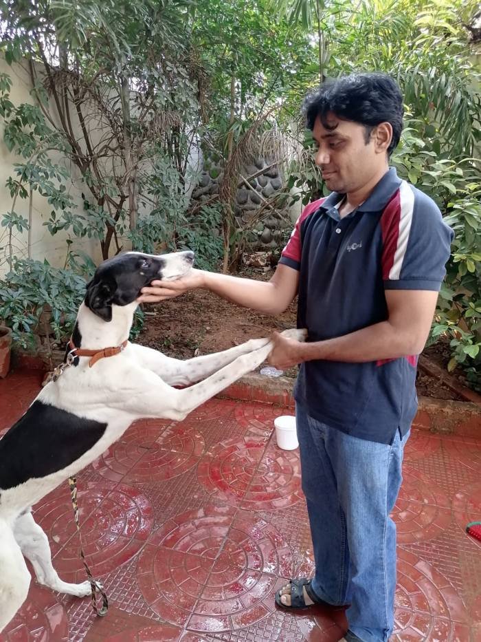 DogsIndia.com - Greyhound, Grown-Up Puppy - Akram
