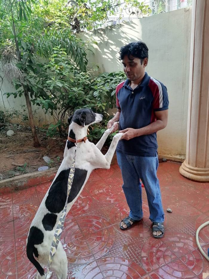 DogsIndia.com - Greyhound, Grown-Up Puppy - Akram