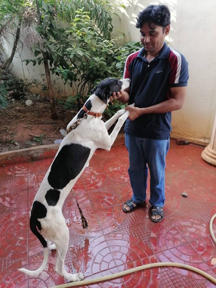 DogsIndia.com - Greyhound, Grown-Up Puppy - Akram