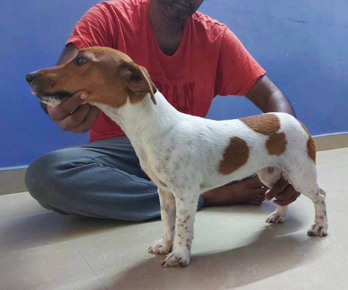 DogsIndia.com - Grown Up Jack Russell Terrier For Sale - Matchpoint Kennel