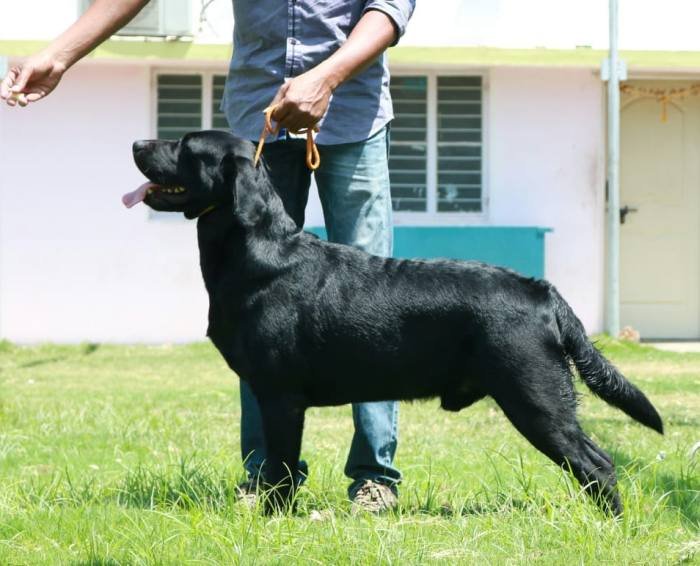 DogsIndia.com - Grown-Up - Labrador Retriever - Shivraj