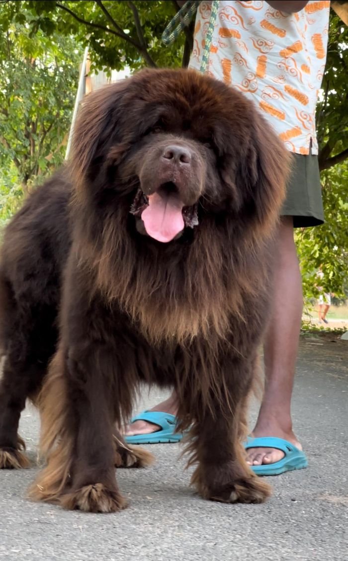 DogsIndia.com - Newfoundland - Gururaj