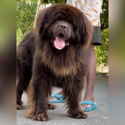 DogsIndia.com - Newfoundland - Gururaj