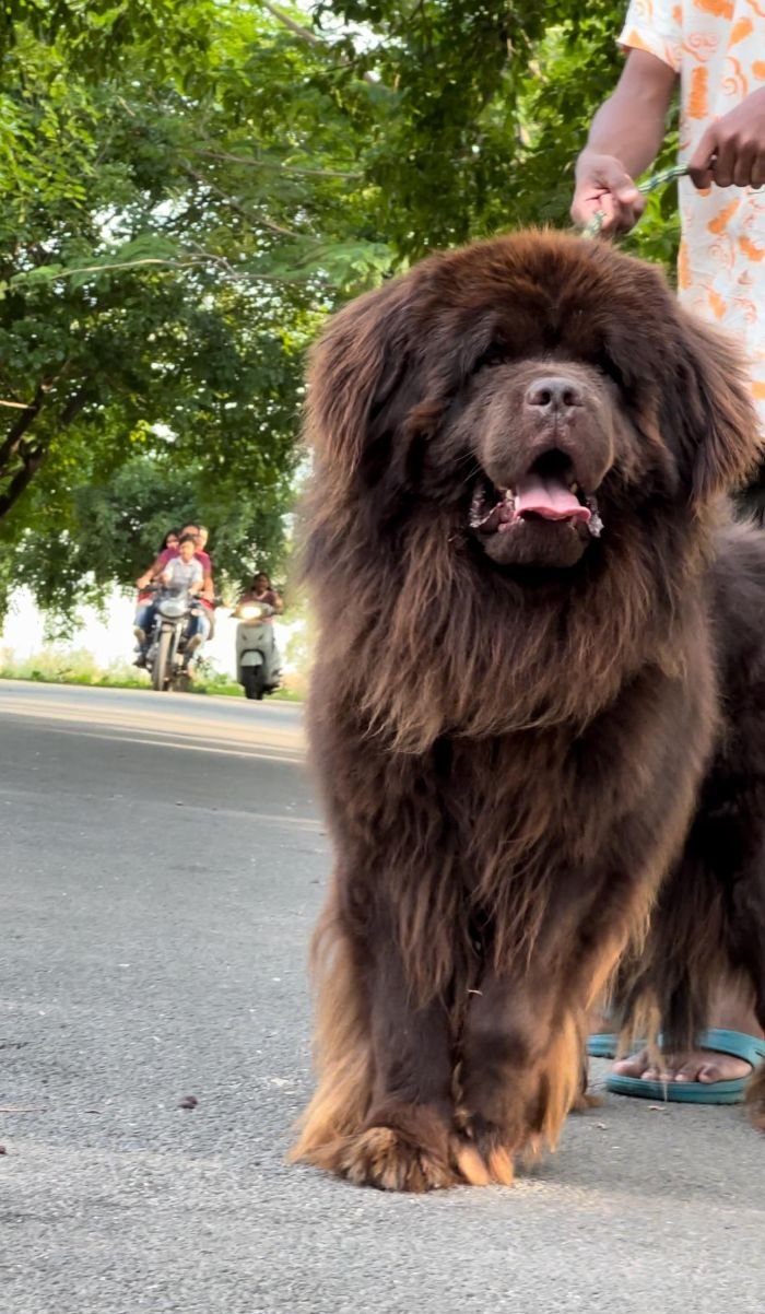DogsIndia.com - Newfoundland - Gururaj