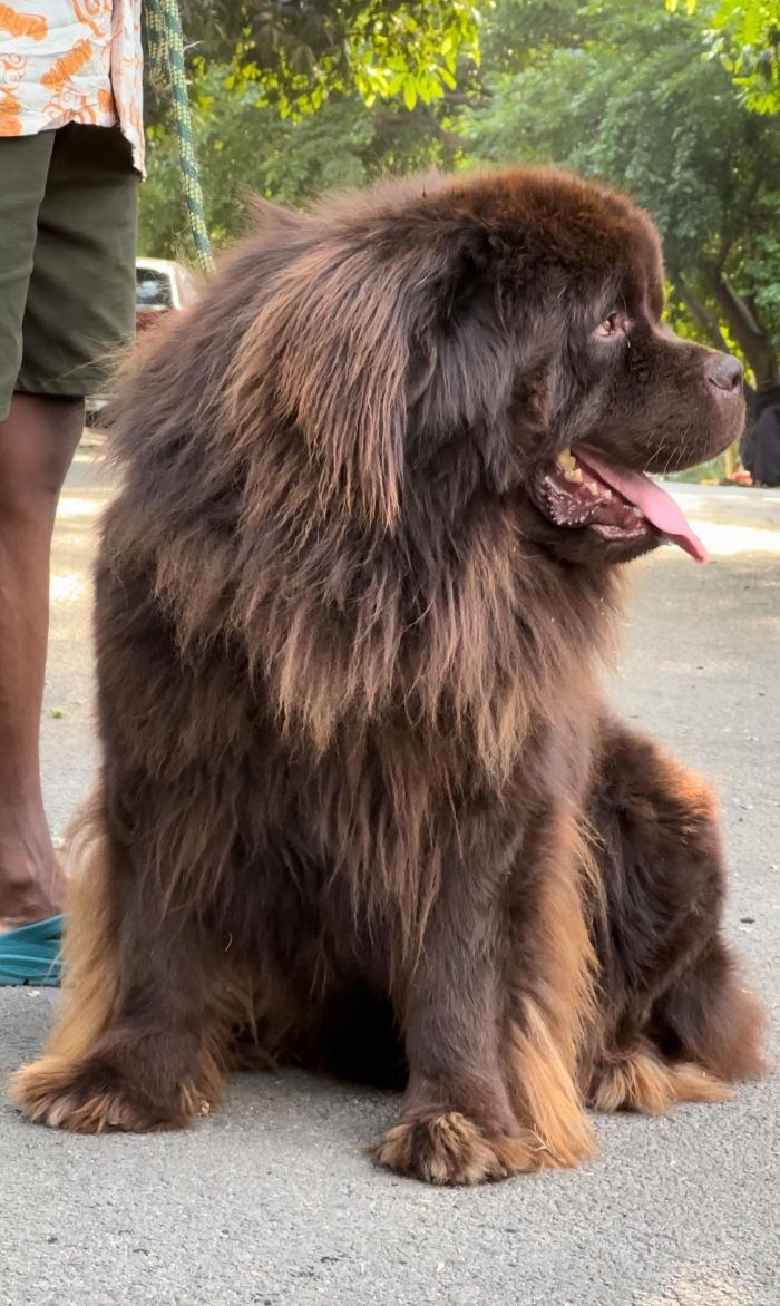 DogsIndia.com - Newfoundland - Gururaj