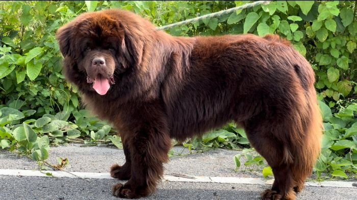 DogsIndia.com - Newfoundland - Gururaj