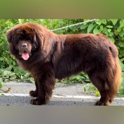 DogsIndia.com - Newfoundland - Gururaj