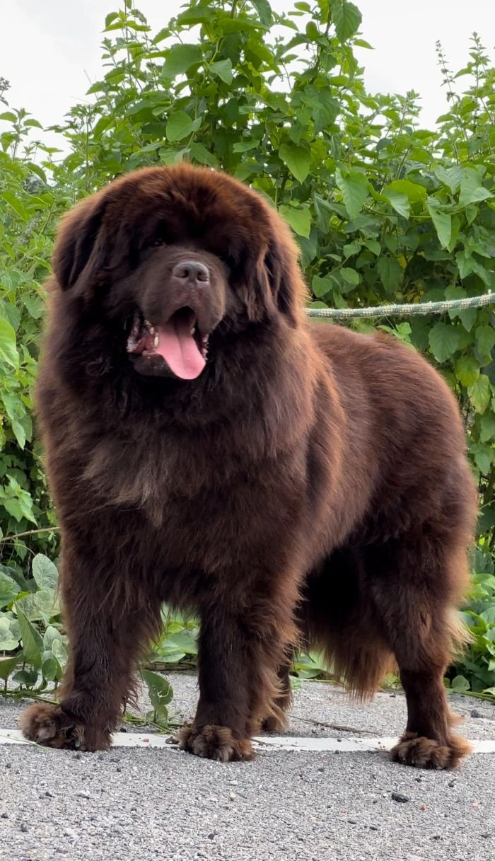 DogsIndia.com - Newfoundland - Gururaj