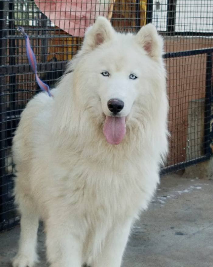 DogsIndia.com - Siberian Husky Grown Up - Gururaj