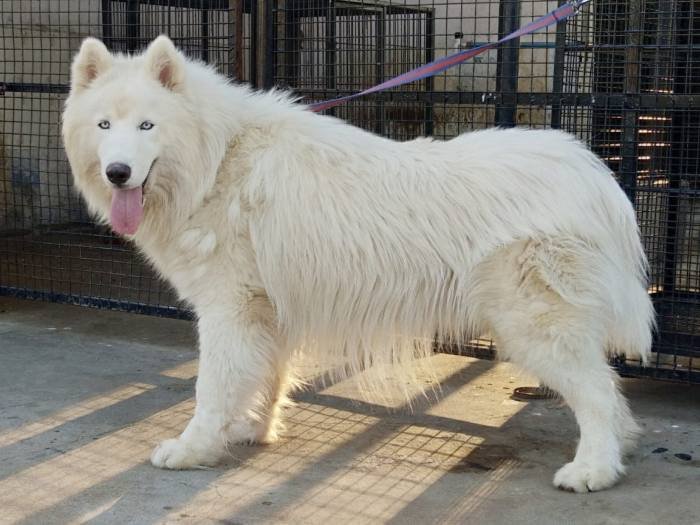 DogsIndia.com - Siberian Husky Grown Up - Gururaj