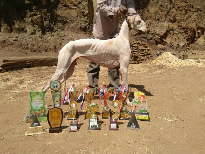 DogsIndia.com - Mudhol Hound Tejas Kamalkar
