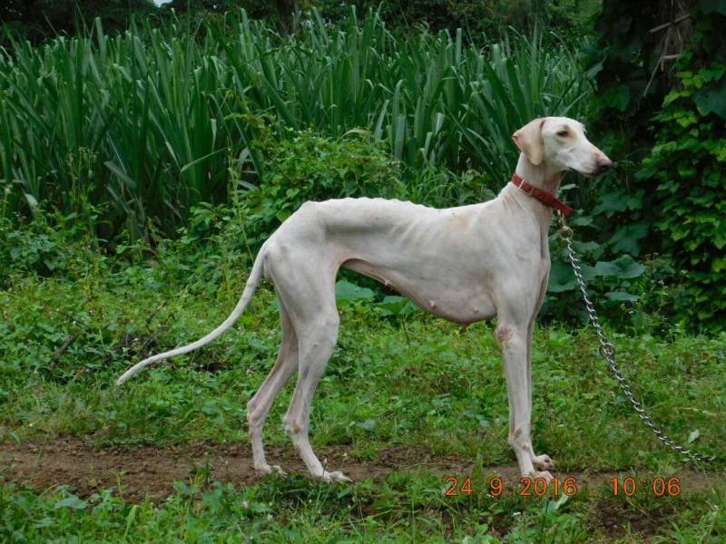 DogsIndia.com - Mudhol Hound Tejas Kamalkar