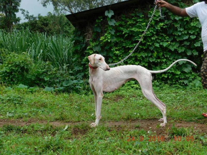 DogsIndia.com - Mudhol Hound Tejas Kamalkar
