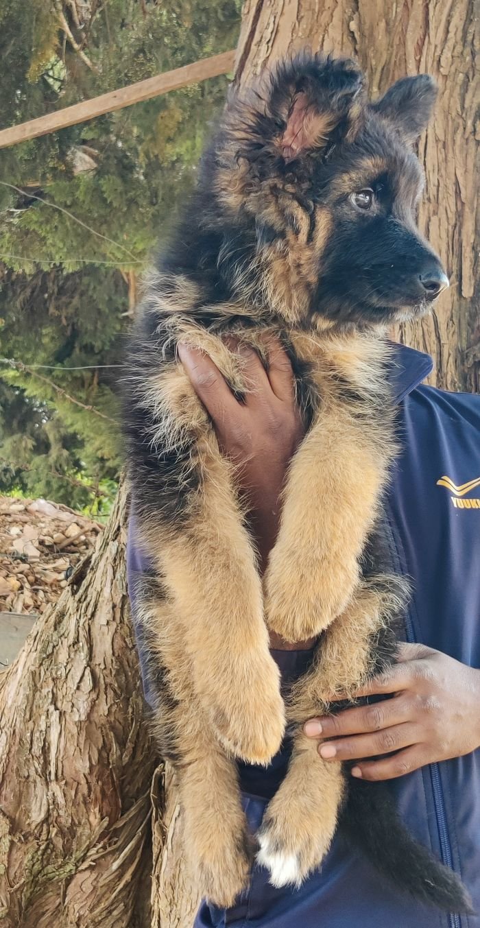 DogsIndia.com - GSD - Mrs.Abhi