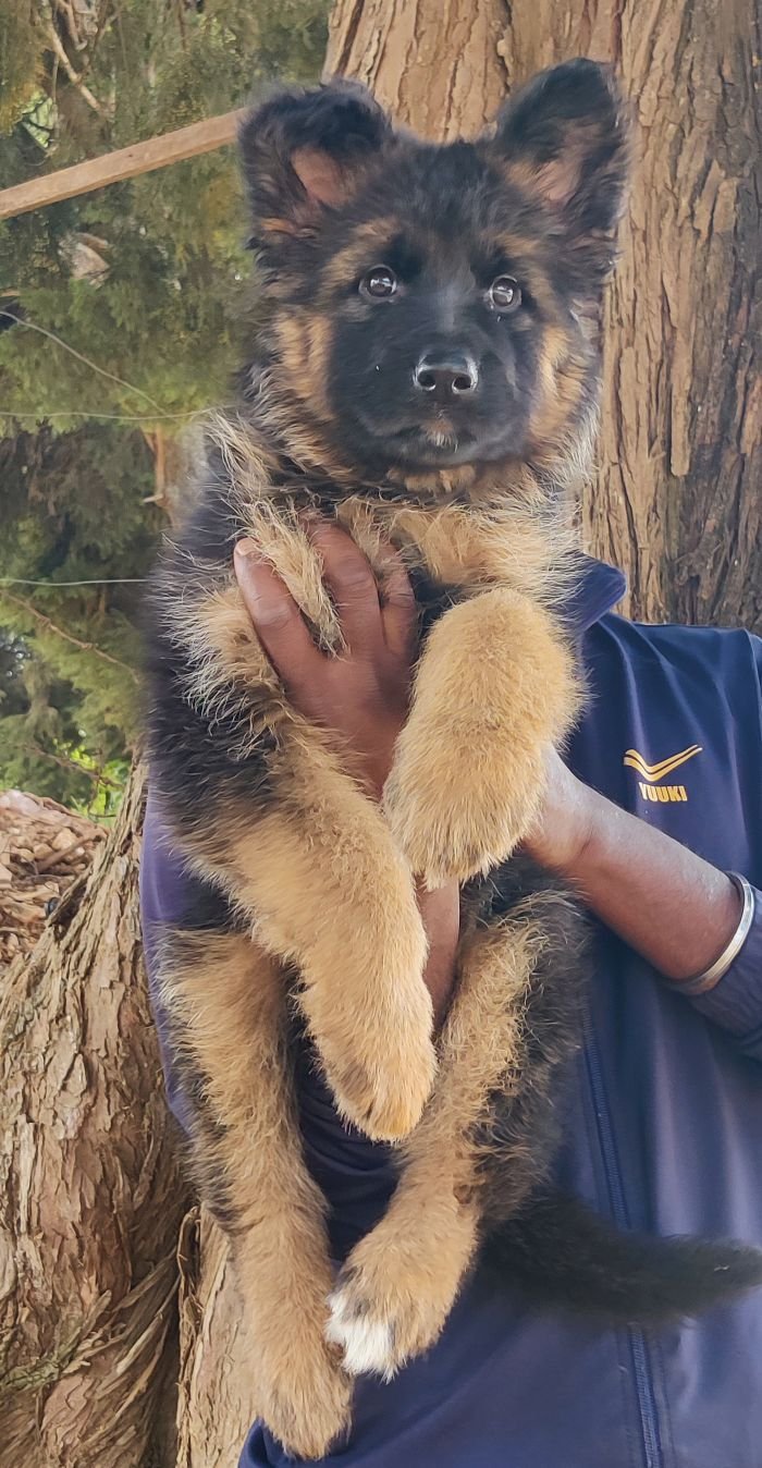 DogsIndia.com - GSD - Mrs.Abhi