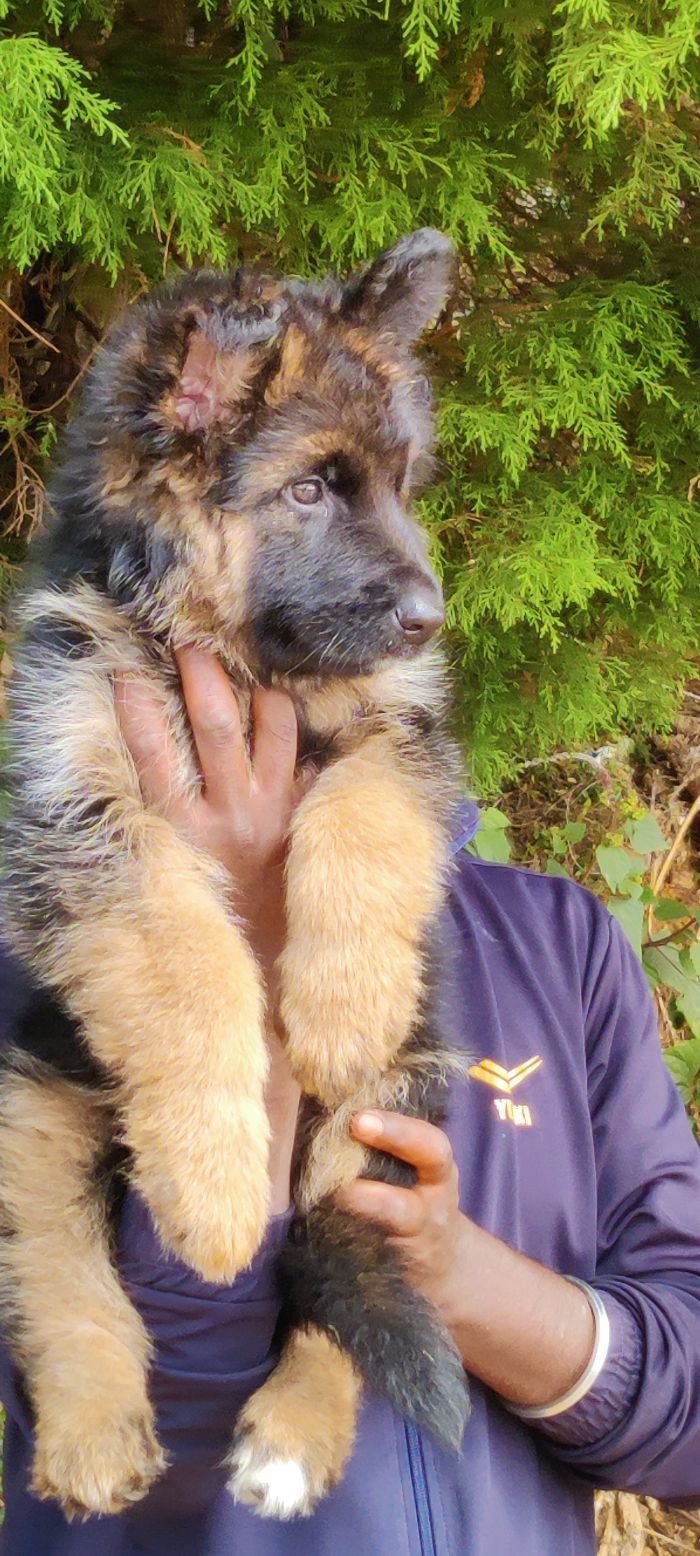 DogsIndia.com - GSD - Mrs.Abhi