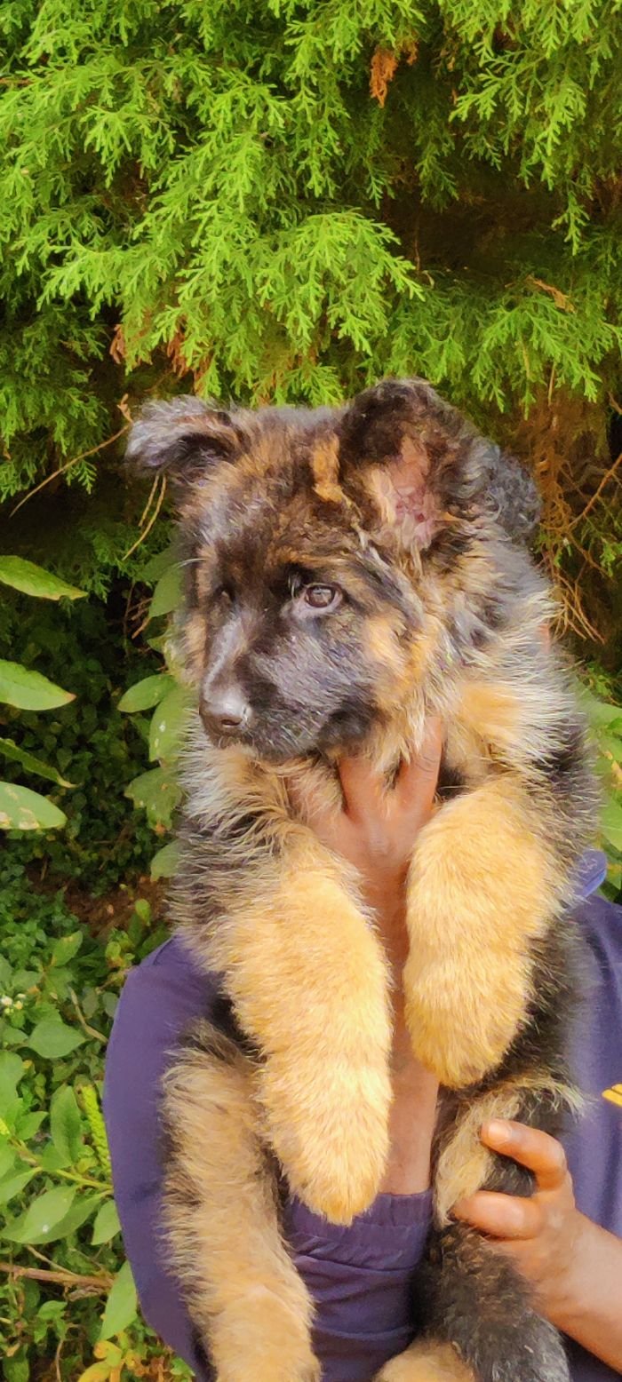 DogsIndia.com - GSD - Mrs.Abhi