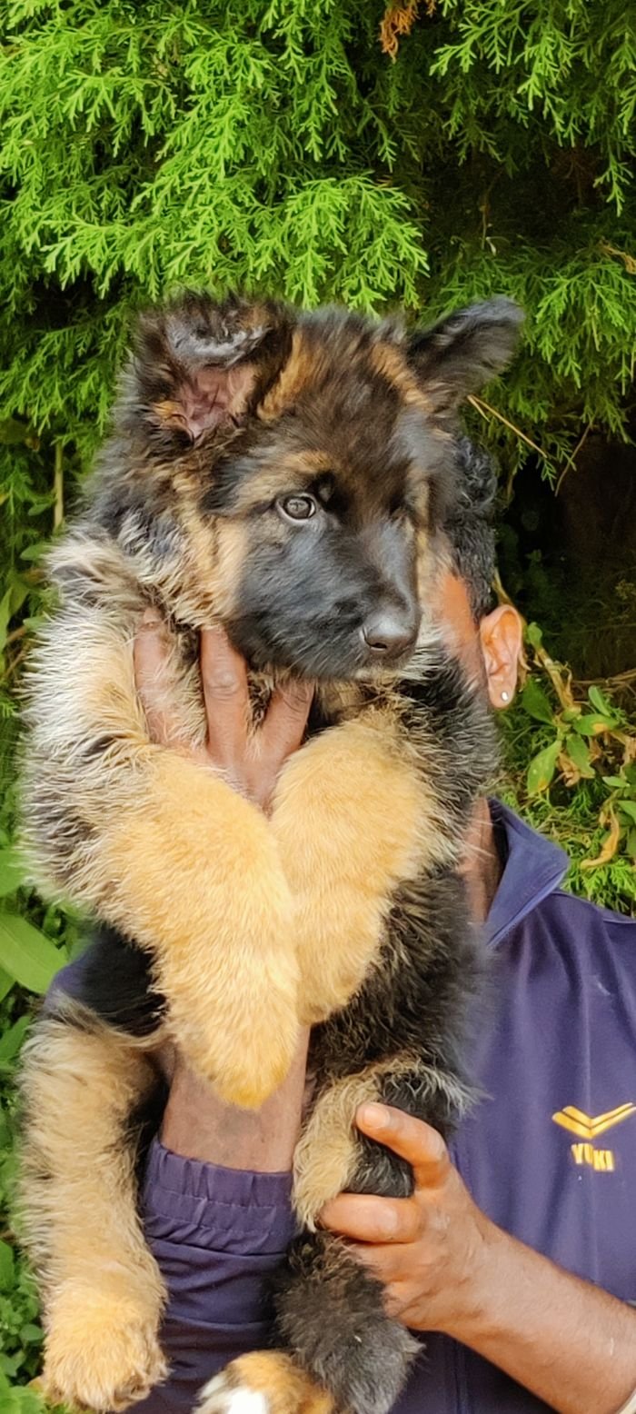 DogsIndia.com - GSD - Mrs.Abhi