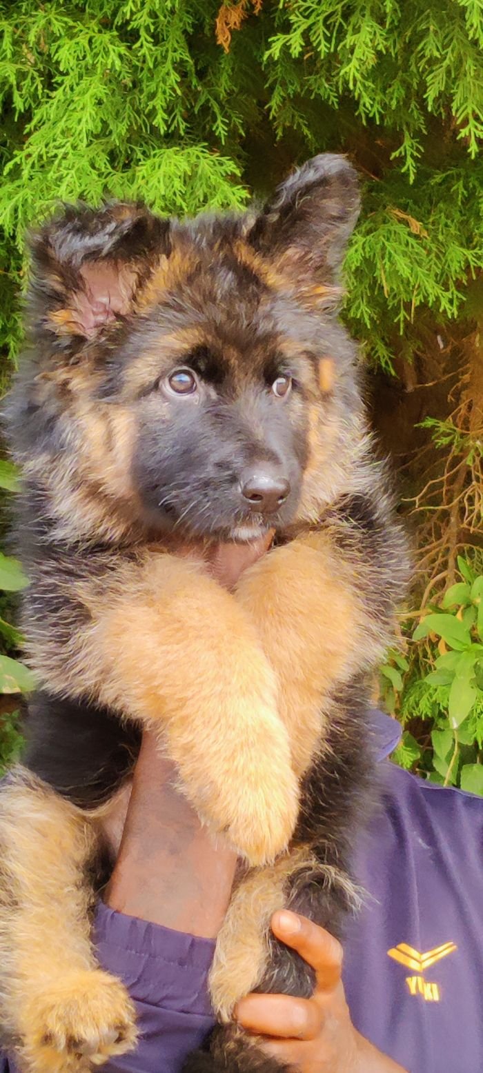 DogsIndia.com - GSD - Mrs.Abhi