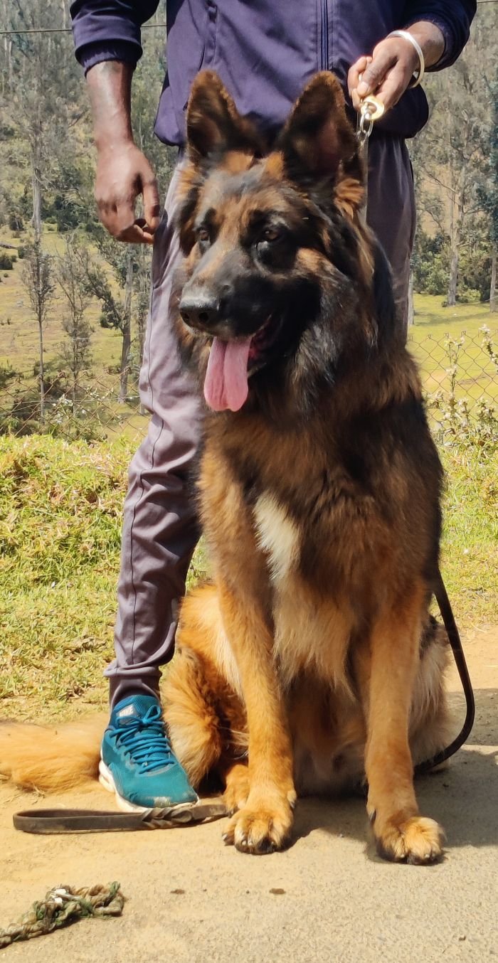 DogsIndia.com - GSD - Mrs.Abhi