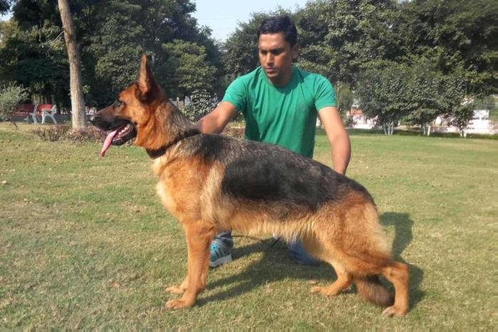 DogsIndia.com - German Shepherd Dog - Garhjat Hill's Kennels