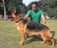 DogsIndia.com - German Shepherd Dog - Garhjat Hill's Kennels