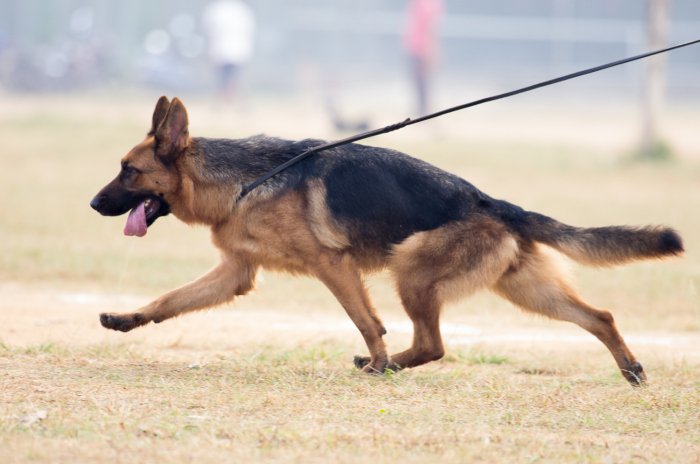 DogsIndia.com - German Shepherd Dog - Garhjat Hill's Kennels